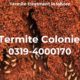 Details about termite colonies